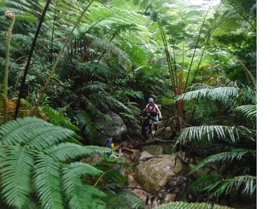 西表島ジャングルトレッキング 動植物の宝庫を探検！夏は渓流水遊びも楽しめる 苔むした道と生き物たちに出会う半日ツアー＜午前または午後／無料送迎／西表島＞