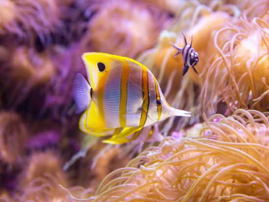 【入場チケット】シーライフ・シドニー水族館(SEA LIFE Sydney Aquarium)☆オーストラリア海洋生物を観賞！＜ダーリング・ハーバー＞