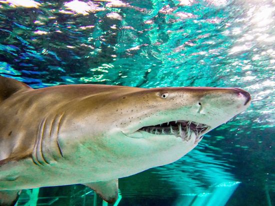 【入場チケット】シーライフ・シドニー水族館(SEA LIFE Sydney Aquarium)☆オーストラリア海洋生物を観賞！＜ダーリング・ハーバー＞