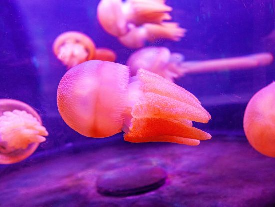 【入場チケット】シーライフ・シドニー水族館(SEA LIFE Sydney Aquarium)☆オーストラリア海洋生物を観賞！＜ダーリング・ハーバー＞