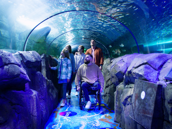 【入場チケット】シーライフ・シドニー水族館(SEA LIFE Sydney Aquarium)☆オーストラリア海洋生物を観賞！＜ダーリング・ハーバー＞