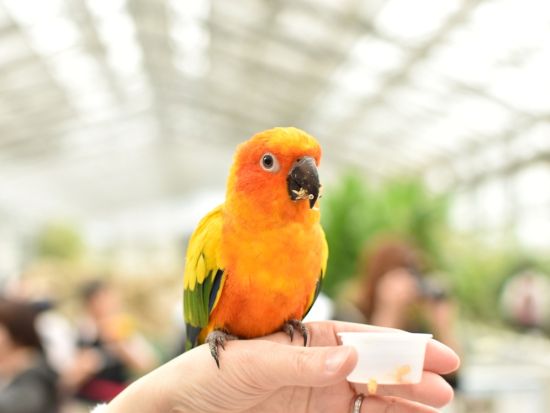 掛川花鳥園入場チケット 花と鳥とのふれあいが楽しめるテーマパーク＜静岡県掛川市＞