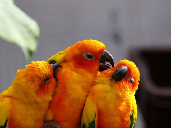 掛川花鳥園入場チケット 花と鳥とのふれあいが楽しめるテーマパーク＜静岡県掛川市＞