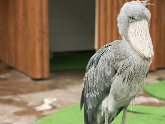 掛川花鳥園入場チケット 花と鳥とのふれあいが楽しめるテーマパーク＜静岡県掛川市＞