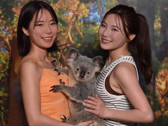 ケアンズ・コアラズ＆クリーチャーズ 入場チケット　ケアンズで最も手軽にできるコアラ抱っこ写真