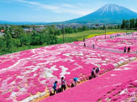 札幌発日帰りバスツアー 「蝦夷富士」羊蹄山を眺めながら一面がピンクに染まる三島さんの芝ざくら庭園散策＆ 洞爺湖温泉街自由散策＜1名～／5～6月／札幌市内発着＞