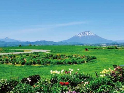 札幌発日帰りバスツアー 「蝦夷富士」羊蹄山を眺めながら一面がピンクに染まる三島さんの芝ざくら庭園散策＆ 洞爺湖温泉街自由散策＜1名～／5～6月／札幌市内発着＞