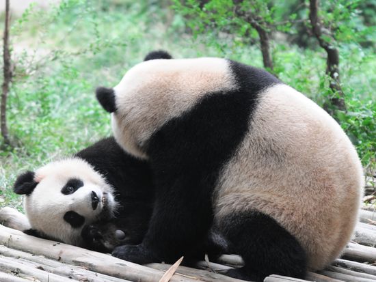 China_Generic Photos_Animal_Panda_shutterstock_38473267
