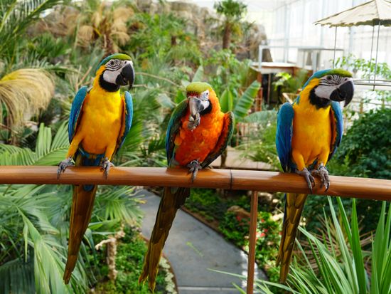 コンゴウインコ