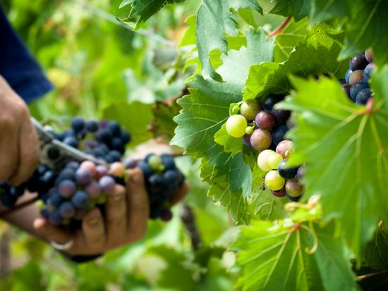 Julian Star_Grounds022