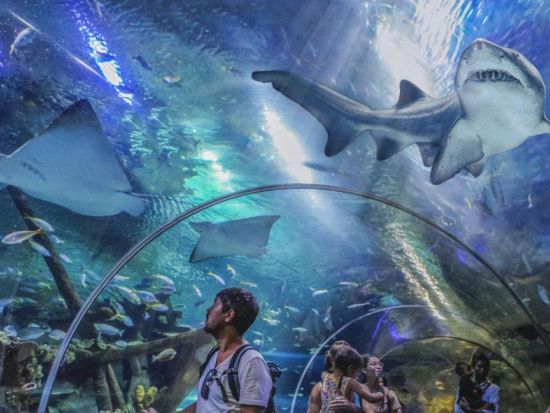 KLCC水族館入場チケット　アジア最大級の水中トンネルで海中冒険を楽しむ！