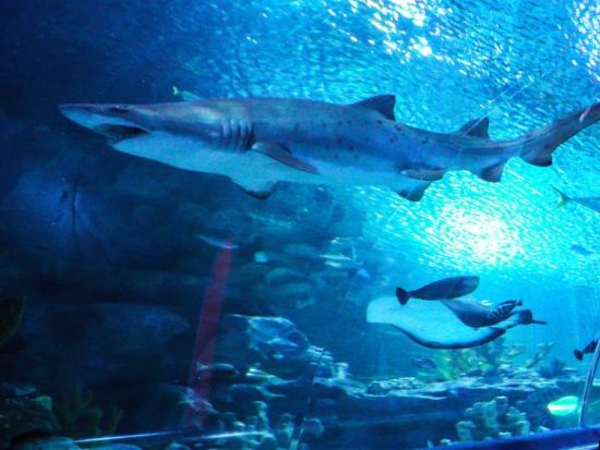 KLCC水族館入場チケット　アジア最大級の水中トンネルで海中冒険を楽しむ！