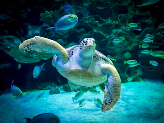 KLCC水族館入場チケット　アジア最大級の水中トンネルで海中冒険を楽しむ！