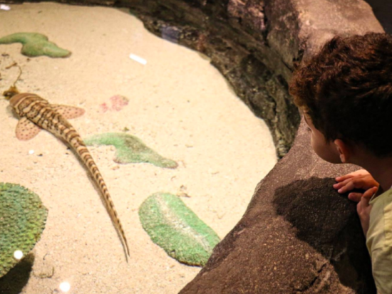 KLCC水族館入場チケット　アジア最大級の水中トンネルで海中冒険を楽しむ！