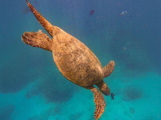 2024 SnorkelSailWildlife103