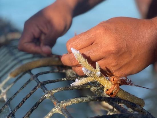 Coral Frag Planting (6)