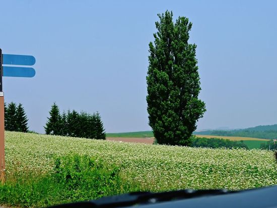 ケンとメリーの木3