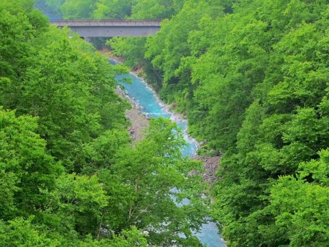 札幌発 日帰りバスツアー 旭山動物園＋青い池＋白ひげの滝ほか　選べる北海道ご当地グルメバイキングランチ ＜4月下旬～11月末／1名から催行／札幌市内発着＞