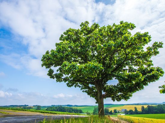 セブンスターの木 2