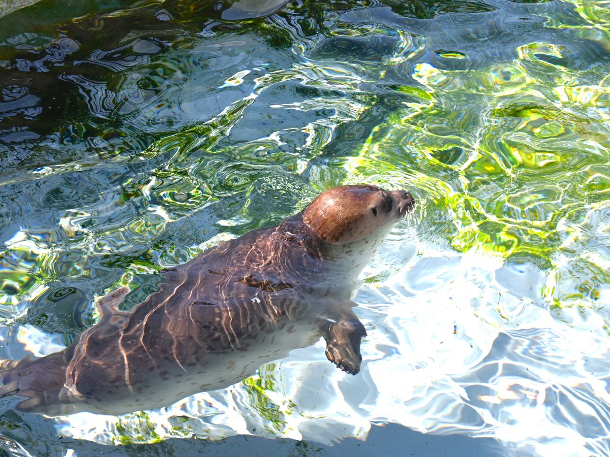 ★オーダー受付中★通園・通学バスセット★園児★児童★動物13匹★ダイカット★ 札幌発日帰りバスツアー 旭山動物園＋青い池＋白ひげの滝（7/1～9/15は