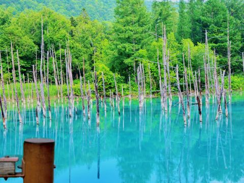 札幌発 日帰りバスツアー 旭山動物園＋青い池＋白ひげの滝ほか　選べる北海道ご当地グルメバイキングランチ ＜4月下旬～11月末／1名から催行／札幌市内発着＞