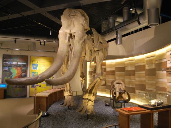 熊本城入園券 事前購入でスムーズ入場！ 選べるわくわく座＋熊本博物館共通券