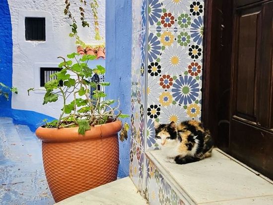 シャウエン　街角の猫