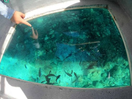 お子様歓迎！セブ島の美しい海を船底から観察 グラスボトムボートツアー＜マクタン島内ホテル送迎付／日本語スタッフ常勤＞*シャングリラホテル内ダイブショップ催行