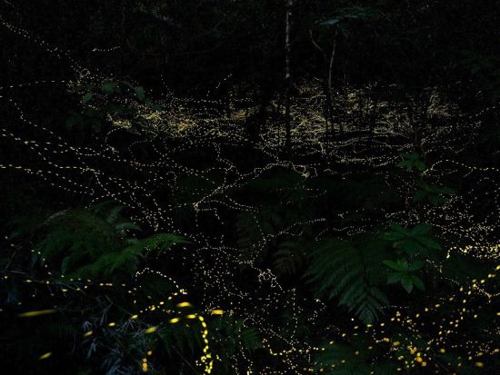 西表島ホタルツアー ヤエヤマヒメボタル観察＋林道ジャングルハイキング ～幻想的なホタルの光のショーを観賞～＜約2時間／送迎付き／0歳～＞