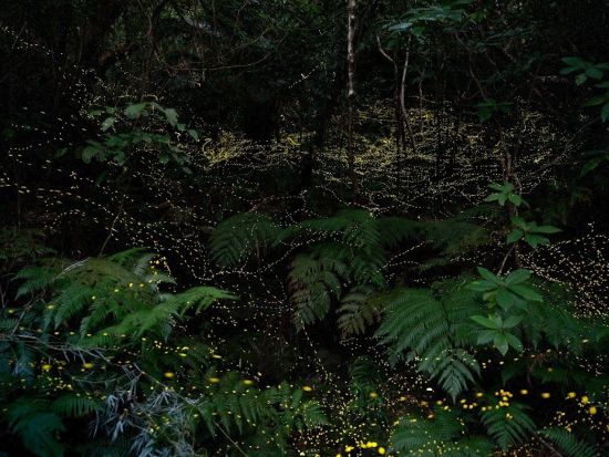 西表島ホタルツアー ヤエヤマヒメボタル観察＋林道ジャングルハイキング ～幻想的なホタルの光のショーを観賞～＜約2時間／送迎付き／0歳～＞