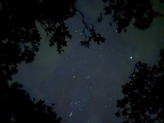 奄美大島【夜のマングローブカヌー】奄美大島の大自然を満喫！夜の森でハラハラ・ドキドキを味わえる（60分）お一人様も可能by 奄美シーランド