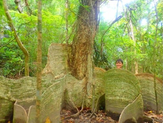 【貸切】半日ピナイサーラの滝ツアー マングローブカヌー・ジャングルトレッキング体験 滝壺コースでスリルを味わおう＜約4時間／1～7名／送迎可／写真プレゼント＞