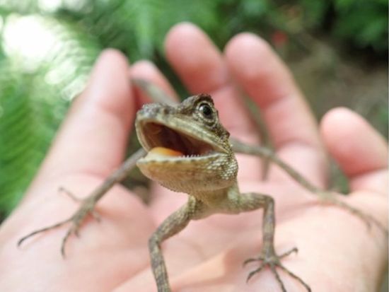 【貸切】半日クーラの滝ツアー マングローブ鑑賞＆親子で楽しむ生き物探し！カヤック&トレッキング体験で自然大満喫◎＜約3時間30分／送迎可／写真プレゼント＞
