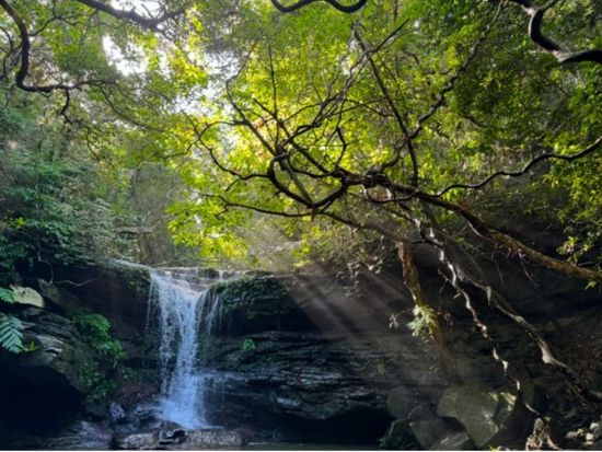 【貸切】半日クーラの滝ツアー マングローブ鑑賞＆親子で楽しむ生き物探し！カヤック&トレッキング体験で自然大満喫◎＜約3時間30分／送迎可／写真プレゼント＞