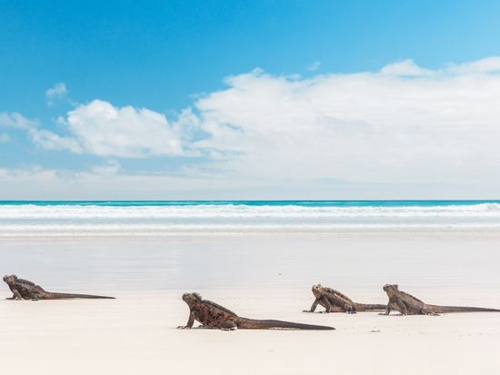 Ecuador_Galapagos_Santa Cruz Island_pixta_99049379_M