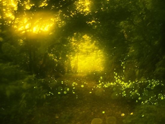 ホタルツアー.jpg のコピー(1)