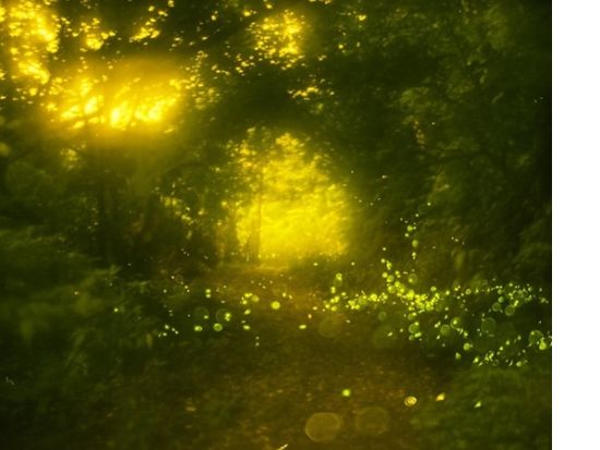 【3～5月限定】ヤエヤマヒメボタル鑑賞ツアー 幻想的な光の舞を体験＜備品貸出・送迎無料／石垣島＞