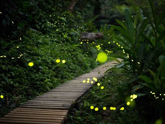 ホタルツアー.jpg のコピー