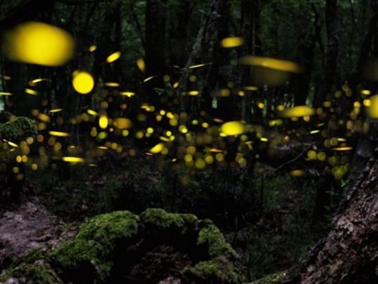 ホタルツアー.jpg のコピー(2)