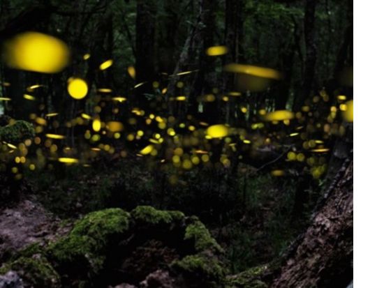 【3～5月限定】ヤエヤマヒメボタル鑑賞ツアー 幻想的な光の舞を体験＜備品貸出・送迎無料／石垣島＞