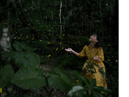 【3～5月限定】ヤエヤマヒメボタル鑑賞ツアー 幻想的な光の舞を体験＜備品貸出・送迎無料／石垣島＞