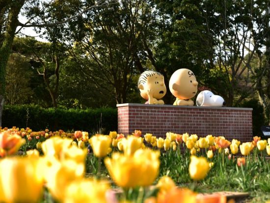 済州島フォトジェニックスポット巡りツアー　スヌーピーガーデン＋月汀里海岸＋タンモル　昼食＆アイスクリーム付き＜日本語ガイド／済州市内or中文地区発着＞