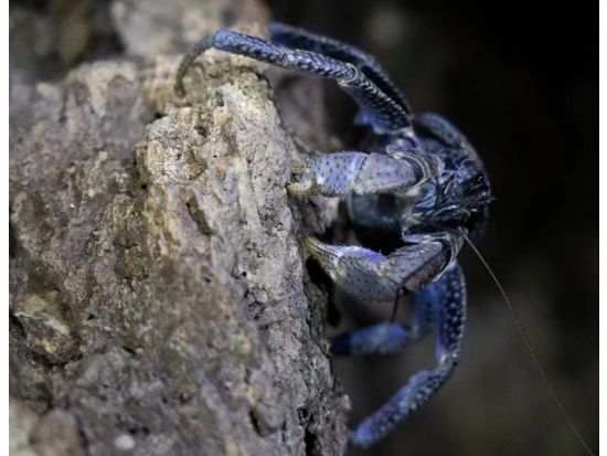 【ナイト／約1時間】当日予約OK！小学生未満無料｜石垣島の夜を冒険！生き物探し＆星空観賞 ナイトウォッチング！