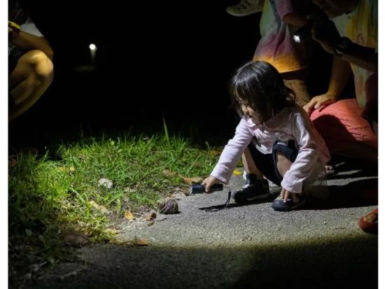 【ナイト／約1時間】当日予約OK！小学生未満無料｜石垣島の夜を冒険！生き物探し＆星空観賞 ナイトウォッチング！