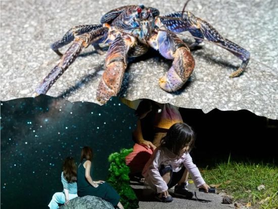 【ナイト／約1時間】当日予約OK！小学生未満無料｜石垣島の夜を冒険！生き物探し＆星空観賞 ナイトウォッチング！