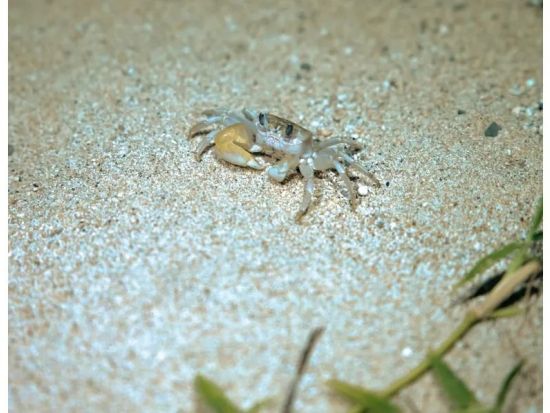 【ナイト／約1時間】当日予約OK！小学生未満無料｜石垣島の夜を冒険！生き物探し＆星空観賞 ナイトウォッチング！