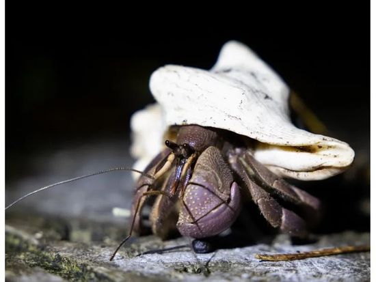 11000005573107_Dhv4UpLX_4