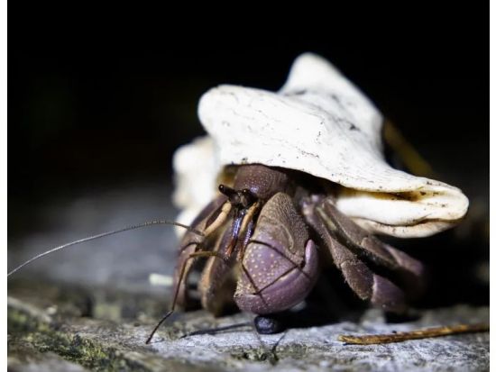 【ナイト／約1時間】当日予約OK！小学生未満無料｜石垣島の夜を冒険！生き物探し＆星空観賞 ナイトウォッチング！