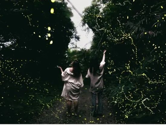 【石垣島／夕方】【期間限定】0～2歳まで無料！ 幻想的な天然イルミネーション・ヤエヤマヒメボタル鑑賞ツアー＜送迎無料＞