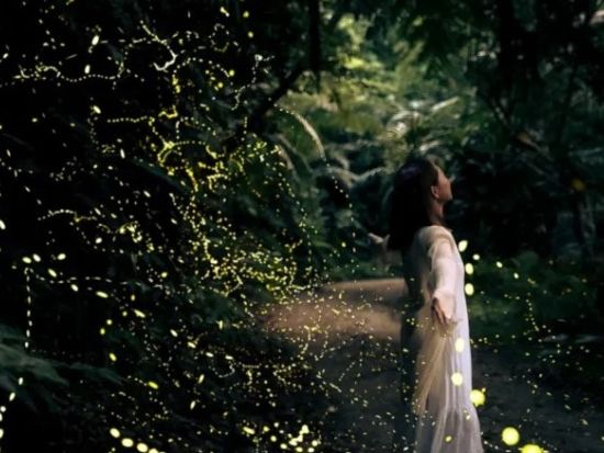 【石垣島／夕方】【期間限定】0～2歳まで無料！ 幻想的な天然イルミネーション・ヤエヤマヒメボタル鑑賞ツアー＜送迎無料＞